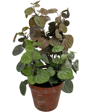 Künstliche Pflanze Peperomia 35 cm