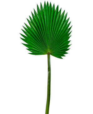 Künstliches Blatt Washingtonia 83cm