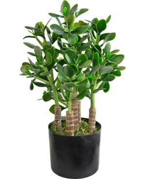 Künstliche Pflanze Jade 45 cm