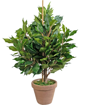 Künstliche Pflanze Ficus 60 cm im Topf