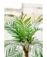 Cycas Palmetto Classic 135 cm