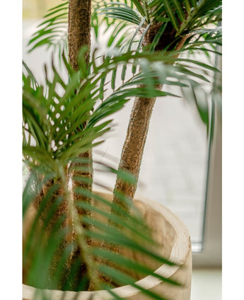 Cycas Palmetto Classic 135 cm