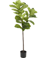 Ficus-Tabak-Pflanze Deluxe 155 cm