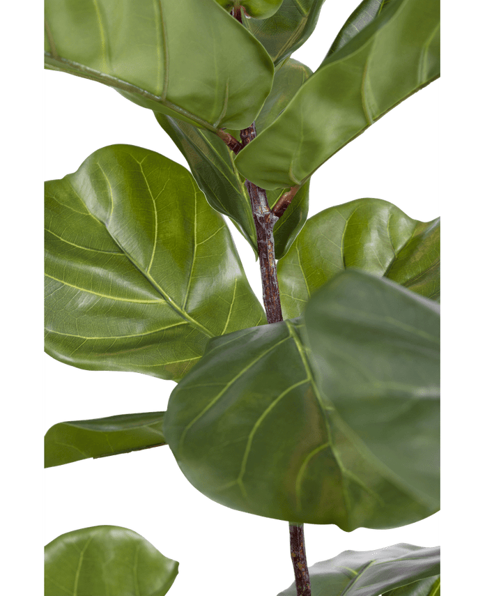 Ficus-Tabak-Pflanze Deluxe 180 cm