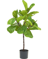 Ficus-Tabak-Pflanze Deluxe 90 cm