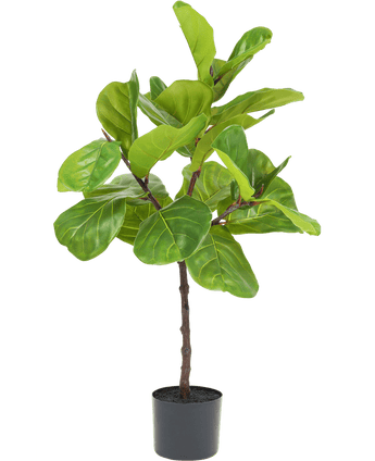 Ficus-Tabak-Pflanze Deluxe 90 cm