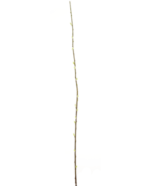 Künstliche Blume Salix weide 150 cm