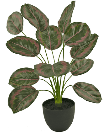 Künstliche Calathea 58 cm grün/rot im dekorativen Topf schwarz