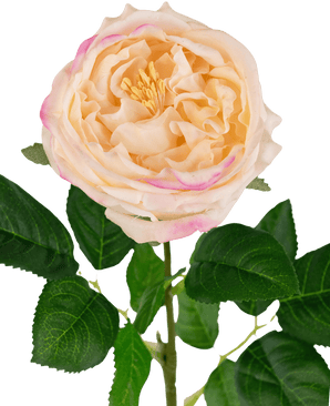 Künstliche Gartenrose "Anniken" Real Touch pfirsich 72cm