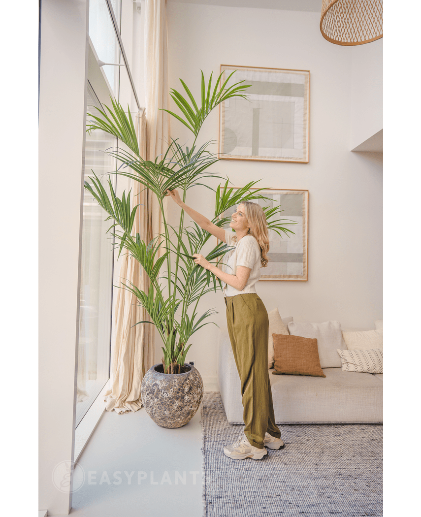 Künstliche Palme Kentia 220 cm