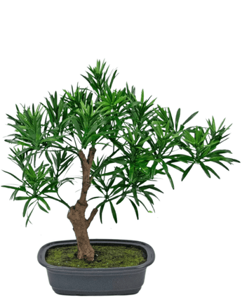 Künstliche Pflanze Bonsai Podocarpus 30 cm