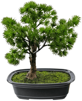 Künstliche Pflanze Bonsai Wacholder 20 cm