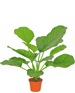 Künstliche Pflanze Calathea 46 cm