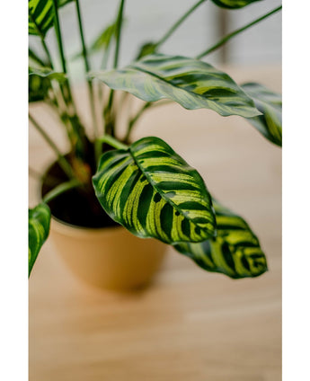 Künstliche Pflanze Calathea Makoyana 60 cm