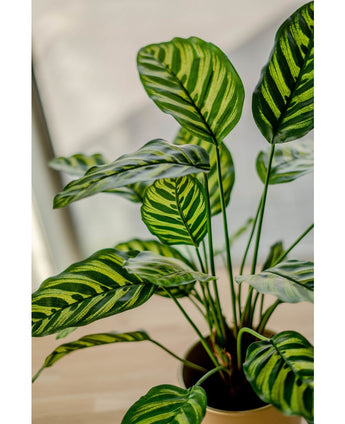 Künstliche Pflanze Calathea Makoyana 60 cm