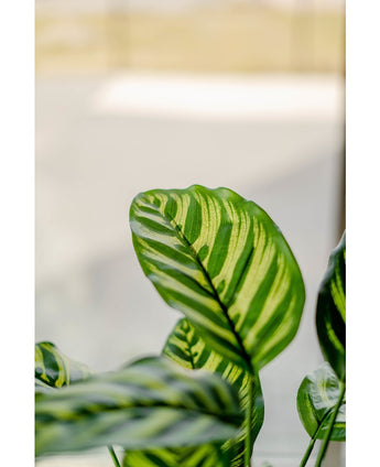 Künstliche Pflanze Calathea Makoyana 60 cm