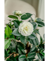 Künstliche Pflanze Camellia japonica 100 cm