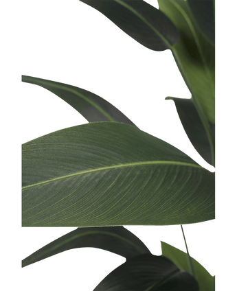 Künstliche Pflanze Heliconia 210 cm