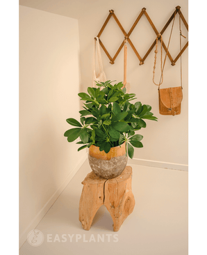 Kunstpflanze Baby Schefflera 45 cm