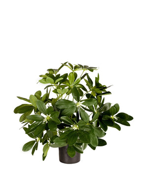 Kunstpflanze Baby Schefflera 45 cm