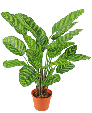 Kunstpflanze Calathea Makoyana 60 cm rot