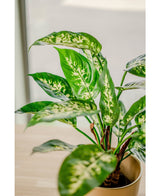 Kunstpflanze Dieffenbachia 60 cm