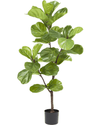 Kunstpflanze Ficus Tobacco Plant Deluxe 125 cm