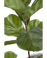 Kunstpflanze Ficus Tobacco Plant Deluxe 125 cm