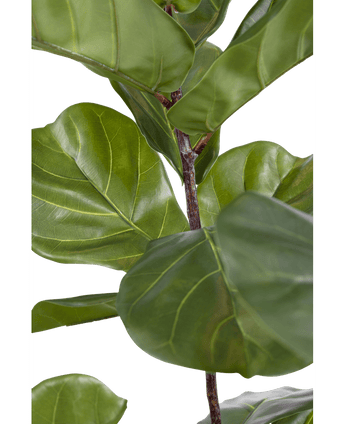 Kunstpflanze Ficus Tobacco Plant Deluxe 125 cm