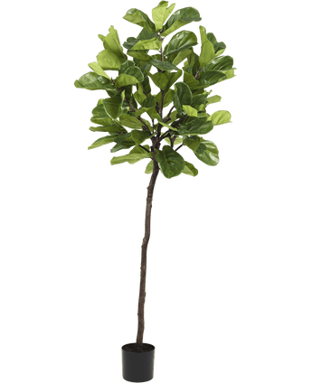 Kunstpflanze Ficus Tobacco Plant Deluxe 215 cm