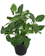 Kunstpflanze Fittonia grün-weiß im Topf 35cm