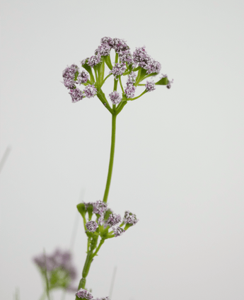 Kunstrasen Lauch Blume Zwiebel Gras Topf 100cm feuerhemmend