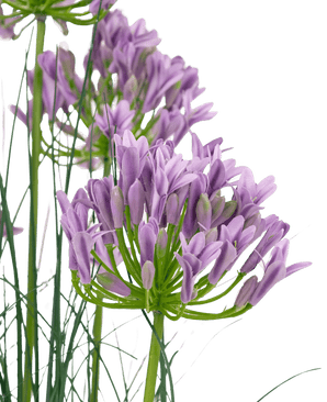 Kunstrasen lila Agapanthus Zwiebelgras Topf 90cm feuerhemmend