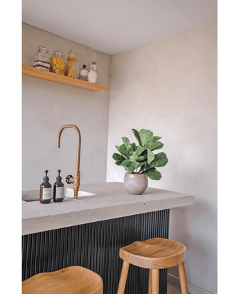 Tabakpflanze Fiddle Leaf 45 cm