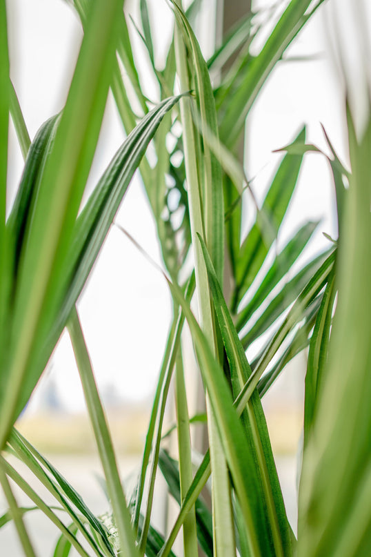 Künstliche Palme Kentia 190 cm