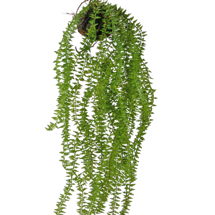 Künstliche Hängepflanze Phlegmariurus Kugel 55 cm