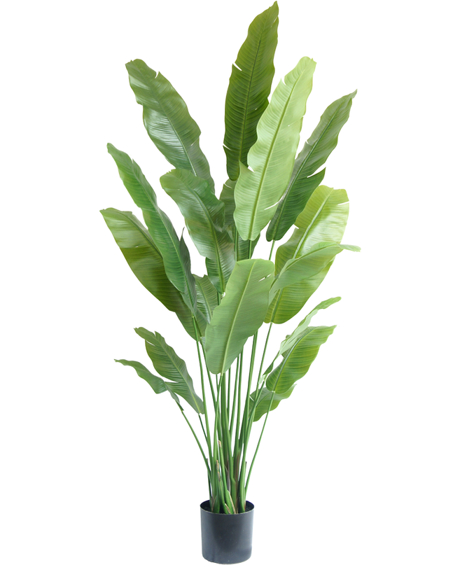 Kunstpflanze Strelitzia Nicolai Deluxe 200 cm
