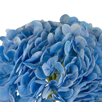 Künstliche Hortensie "Annabelle" Real Touch Blau 55cm