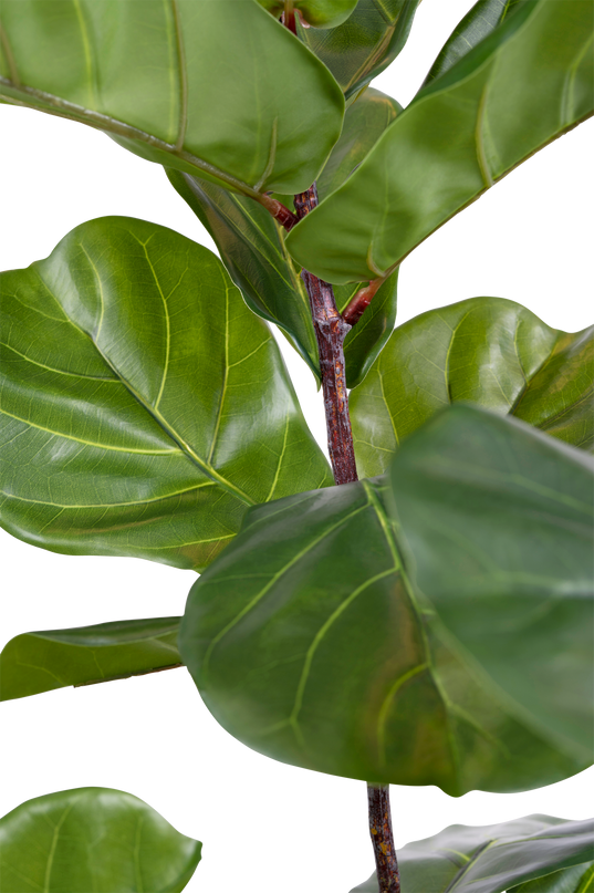 Kunstpflanze Ficus Tobacco Plant Deluxe 125 cm