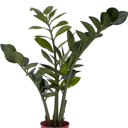 Künstliche Pflanze Zamiocalcus 50 cm