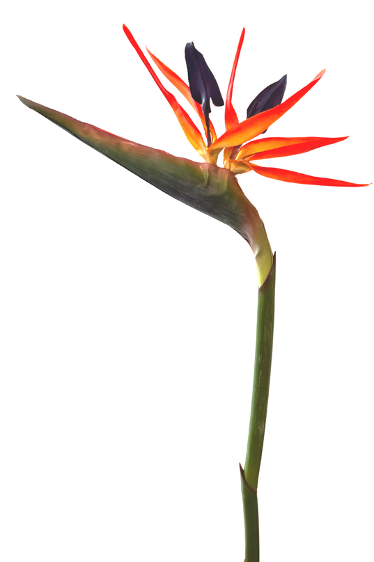 Künstliche Blume Strelitzia 80 cm rot/lila