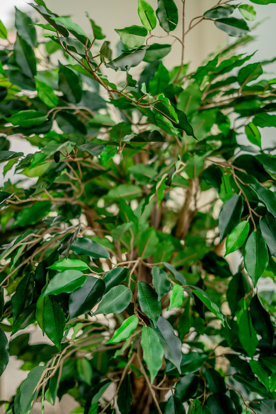 Künstliche Pflanze Ficus Tropical Liana 150 cm