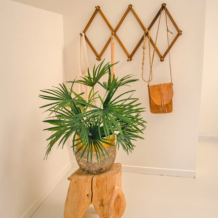 Kunstpflanze Baby Palm Fan im Topf 50 cm