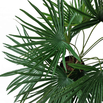 Kunstpflanze Baby Palm Fan im Topf 50 cm