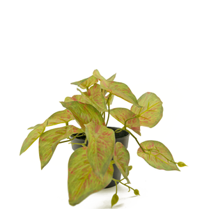 Künstliche Pflanze Scindapsus 25 cm