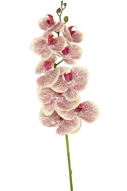 Künstliche Orchidee Real Touch Deluxe 105 cm fuchsia/weiß