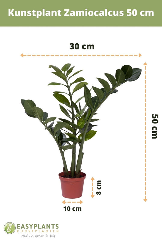 Künstliche Pflanze Zamiocalcus 50 cm