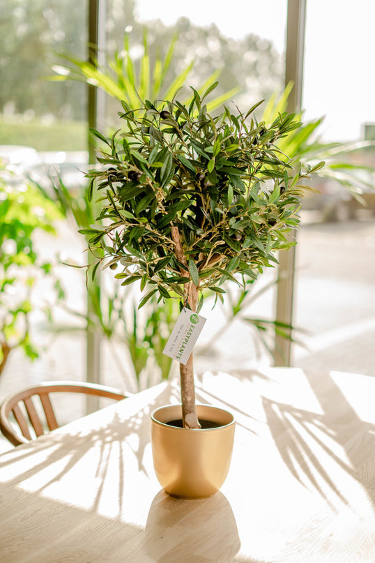 Künstlicher Olivenbaum 75 cm