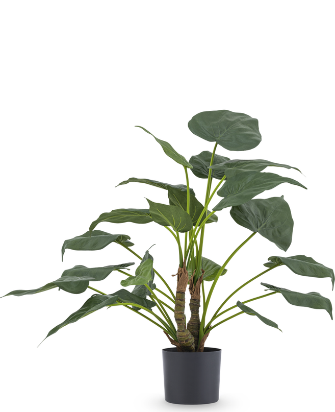 Künstliche Pflanze Alocasia Cucullata 53 cm