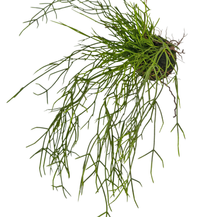 Künstliche Hängepflanze Gras auf Kugel 48 cm